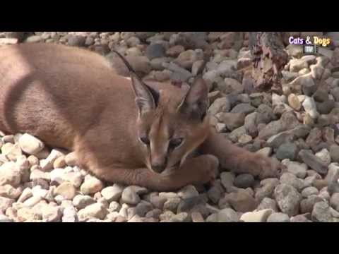 Видео: Cats&DogsTV - УДИВИТЕЛЬНЫЙ МИР КОШЕК - КАРАКАЛ ДОМАШНИЙ / CARACAL FOR HOME