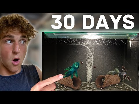 Видео: Самый простой способ разведения щетинистых плеко!