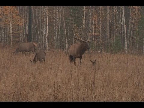 Видео: Мараловое хозяйство  в Богучанском районе.