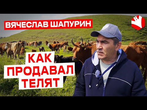 Видео: Продажа телят | Мясное животноводство