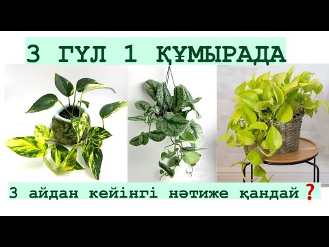 Видео: ТЕК 1 бекіткіш ҚҰРАЛДА ✅НӘТИЖЕСІ 🔥2 бөлім