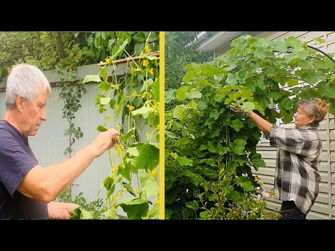 Видео: Срочные дела на ДАЧЕ после жары. Летняя обрезка винограда. Огурцы в компостном ящике. О велосипеде
