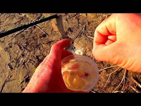 Видео: рыбалка 2020 МАКНУЛ НАЖИВКУ В ЭТО И СРАЗУ НАЧАЛСЯ КЛЕВ САЗАН КАРАСЬ