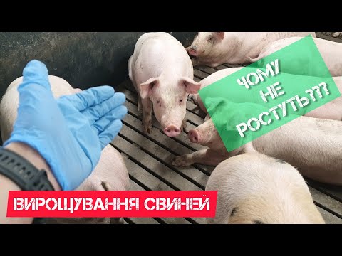 Видео: Чому не ростуть поросята. Причини поганого набору ваги у свиней.