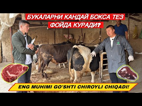 Видео: БУ ИШЛАРНИ КИЛМАСАНГИЗ БУКАЛАРИНГИЗ СЕМИРМАЙДИМИ? АЧИК ХАКИКАТ!
