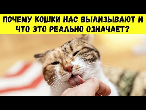 Видео: 🐱 Как ЗАВОЕВАТЬ ДОВЕРИЕ кошки за 10 минут — проверенный метод, который вас ПОРАЗИТ!