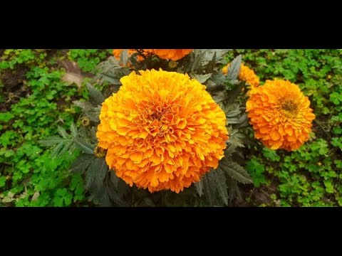 Видео: ПОСІВ  НАСІННЯ  ЧОРНОБРИВЦІВ  НА РОЗСАДУ