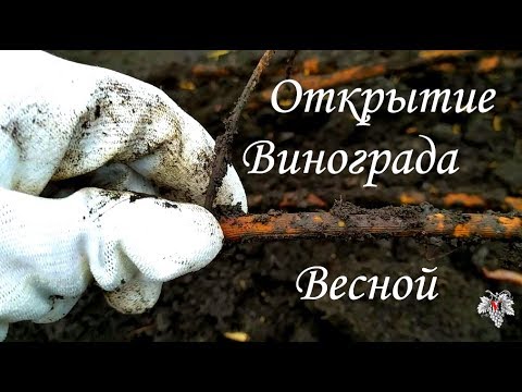 Видео: Открытие винограда весной
