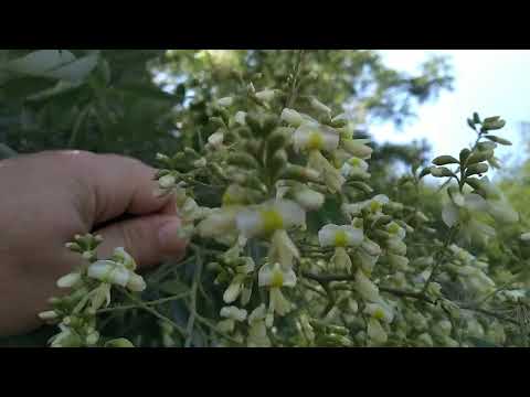 Видео: Чтобы получить мед с софоры японской нужно подготовить семьи.Иначе с медом будет пролет.