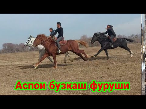 Видео: Лошадь 🐎,  Аспои фурушу барои бузкаши  6 января 2023 г.