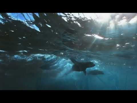 Видео: В тайном месте 