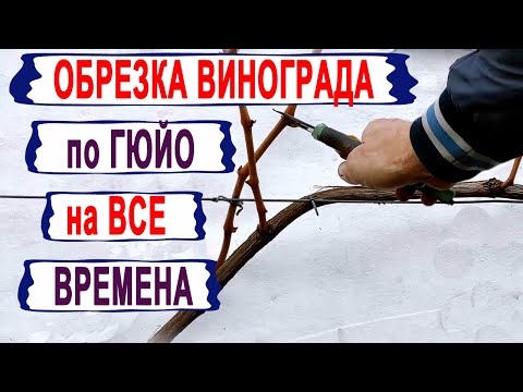 Видео: 🍇 Начни ОБРЕЗАТЬ ВИНОГРАД ПО-НОВОМУ / ЗАБЫТОМУ СТАРОМУ ГЮЙО/. Формируем первый СУЧОК ЗАМЕЩЕНИЯ.
