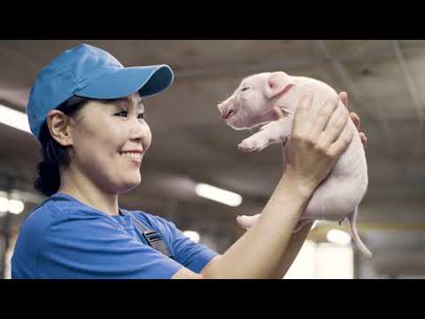 Видео: Свинокомплекс "Сибагро" в Бурятии отмечает 10-летие