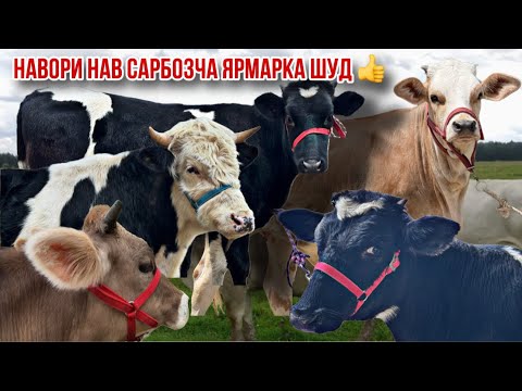 Видео: Сарбозча имруз коил кард арзон 9 сар гуночин бука моли бугуз 5 ноября 2025 г.