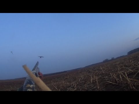 Видео: ГУСЬ 2023. 🌽 Кукурузное поле.  Про манок и чучела