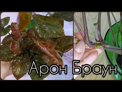 Видео: Шоколадный СИНГОНИУМ Арон Браун🌱Брокант🌸Формирование пышного куста🌱Посадка🌱Размножение🌸Грунт🌱Полив🌸