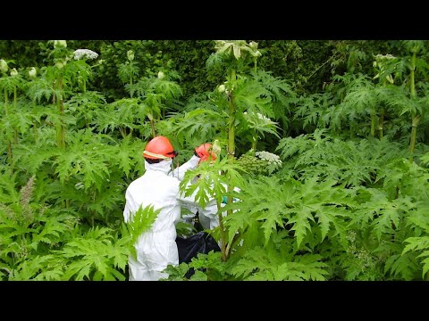 Видео: 10 САМЫХ ОПАСНЫХ растений на планете!