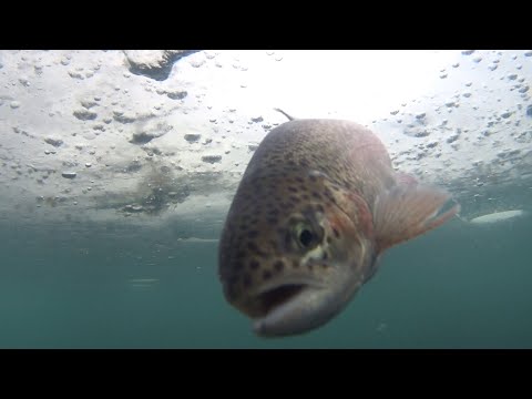 Видео: ФОРЕЛЬ на ЖЕРЛИЦЫ и ПАСТУ. СЪЕМКИ подо ЛЬДОМ. АТАКА и ВЫВАЖИВАНИЕ. 16.02.2021 г.))