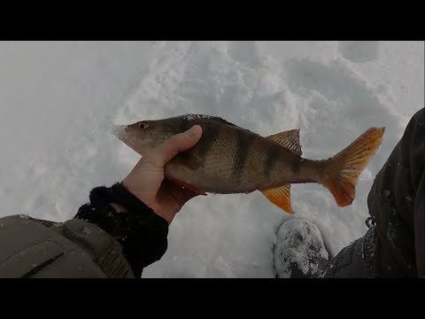 Видео: Зимняя рыбалка #4!
