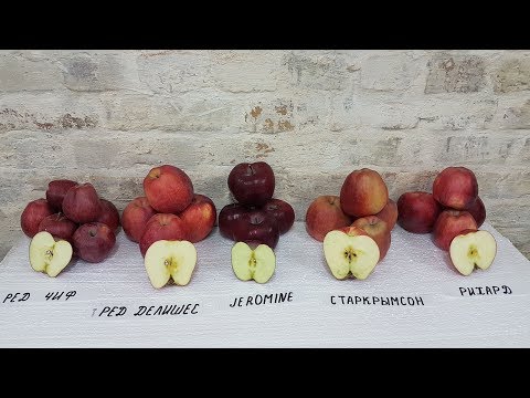 Видео: Обзор сортов JEROMINE / RED CHIEF / RED DELISHES