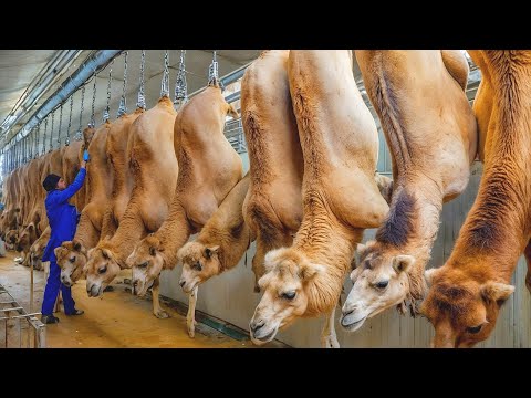 Видео: Волосы Встают Дыбом! Как Перерабатывают Миллионы Мышей и Верблюдов?