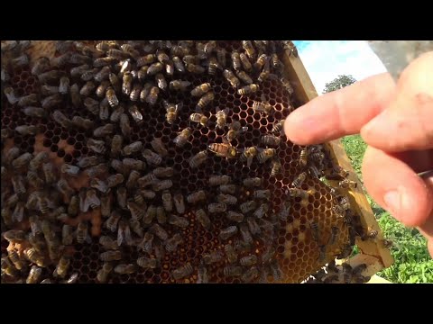 Видео: Проверяем приём маток Бакфаст и Карники