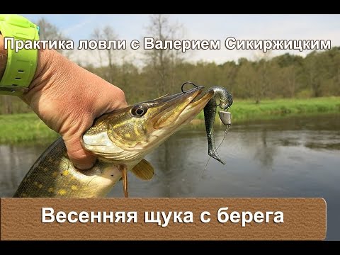 Видео: Весенняя щука с берега : Практика ловли с Валерием Сикиржицким