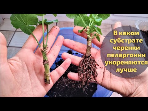 Видео: В каком субстрате черенки пеларгонии лучше укореняются