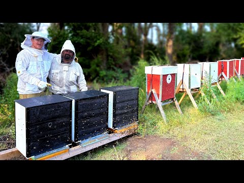 Видео: Изменят ли эти новые ульи отрасль?!?