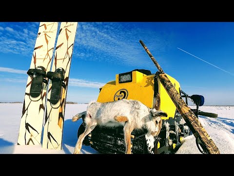 Видео: Ходовая охота на зайца, закрыли сезон достойно. Заяц в сметане, самый вкусный и простой рецепт.