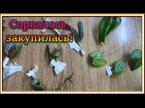 Видео: Распаковка новинок /Хойи