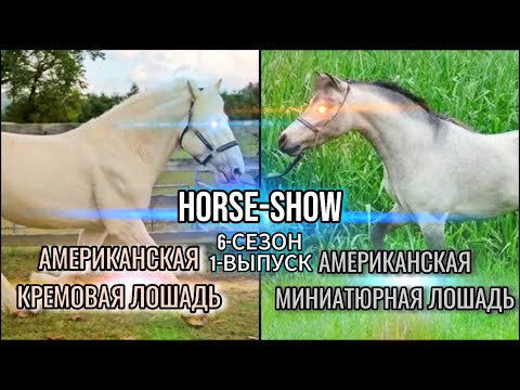 Видео: 🐴Horse-Show🐴 6-СЕЗОН 1-ВЫПУСК (АМЕРИКАНСКАЯ КРЕМОВАЯ И МИНИАТЮРНАЯ ЛОШАДЬ)