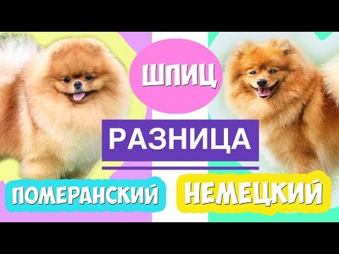 Видео: Шпиц Померанский и Немецкий | РАЗНИЦА