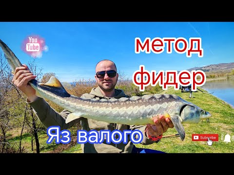 Видео: МЕТОД ФИДЕР РИБОЛОВ на Яз.Валого ! РИБОЛОВ на ШАРАН И ЕСЕТРА !