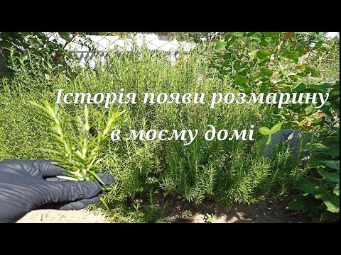 Видео: Розмноження розмарину. Історія появи розмарину на моєму городі.