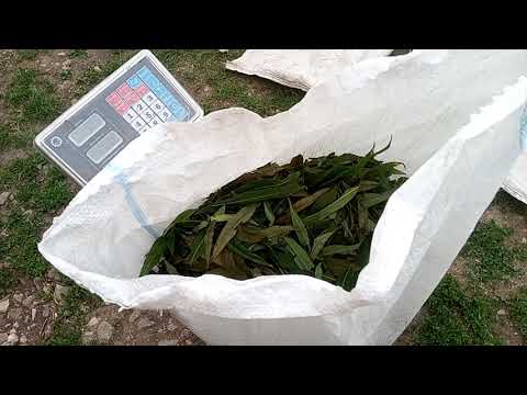 Видео: Сколько можно заработать на Иван-чае???