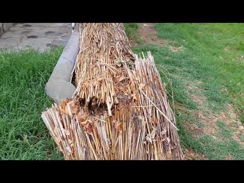 Видео: Керімағаш шипажайы.