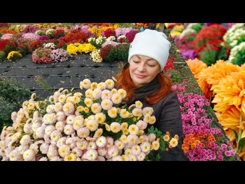 Видео: МУЛЬТИФЛОРА ЧАСТЬ 1. ХРИЗАНТЕМА ШАРОВИДНАЯ НА СЕЗОН 2026.