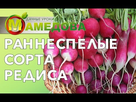 Видео: Раннеспелые сорта редиса.