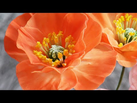 Видео: Восточные МАКИ из мастики Oriental Poppies from sugar fondant