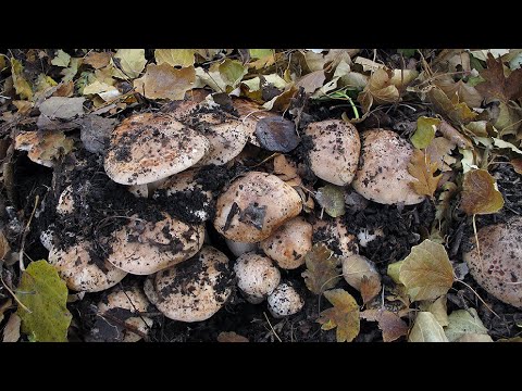 Видео: Рядовка тополевая и подберезовики массово.