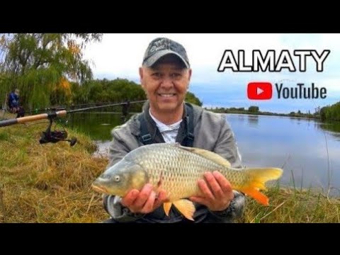 Видео: Рыбалка на карпа в сентябре близ Алматы. Карпы загибают фидер. Carp fishing in Kazakhstan