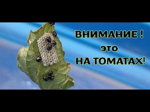 Видео: Внимание! Коричнево мраморный клоп атакует томаты!