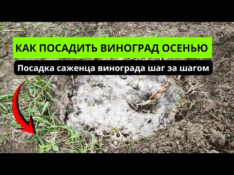Видео: Посадка саженца винограда шаг за шагом🍇