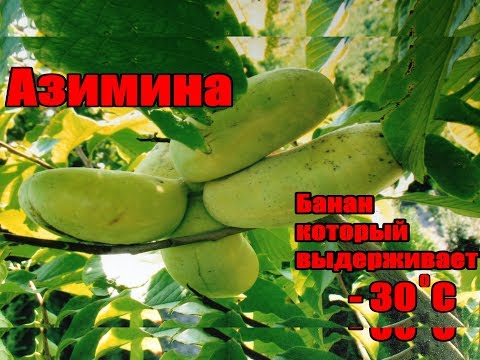 Видео: Как выращивать бананы в суровом климате / Бананы растущие при - 30