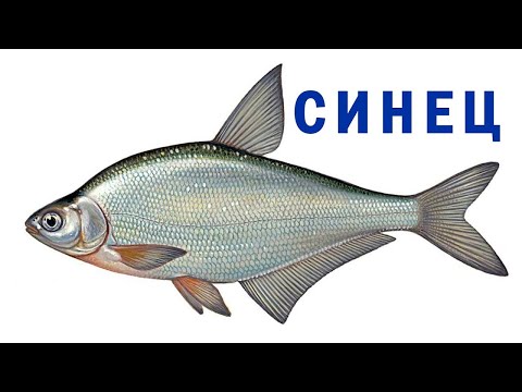 Видео: СИНЕЦ. Что за рыба и как ее отличить синца от леща и других рыб!