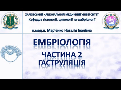 Видео: Ембріологія людини 2. Гаструляція, диференціювання зародкових листків