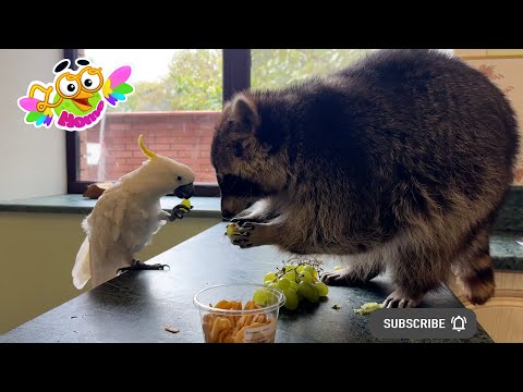 Видео: The least greedy raccoon in the world. Самый не жадный енот в мире.