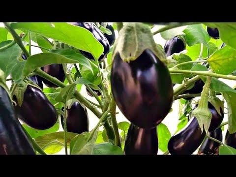 Видео: БАКЛАЖАНИ. ДОГЛЯД - ПАСИНКУВАННЯ ТА  ПІДКОРМКИ.