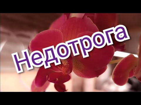 Видео: Посадка орхидей. Так, что бы они росли сами.